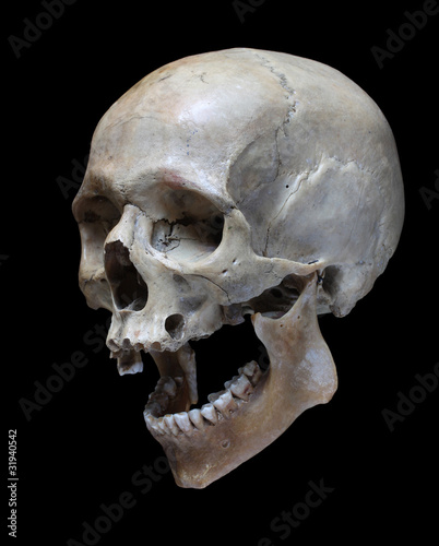 Human Skull Buy This Stock Photo And Explore Similar Images At Adobe Stock Adobe Stock