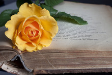 Old Book And Fresh Rose