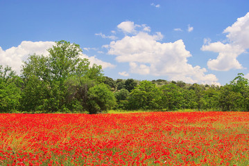 Poster - Klatschmohn im Feld - corn poppy in field 08