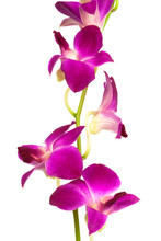 Beautiful Purple Orchid