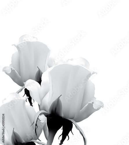 Fototapety róże  trzy-biale-roze
