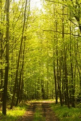  trees