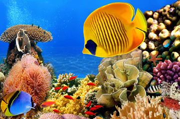 Wall Mural - Photo of a coral colony, Red Sea, Egypt