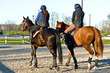 equitation - les protections du cheval et du cavalier