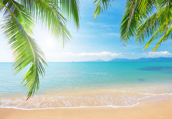 Wall Mural - palm and tropical beach