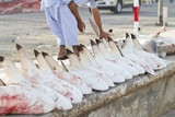 Fototapeta  - sharks at a fish market, Dubai,United Arab Emirates