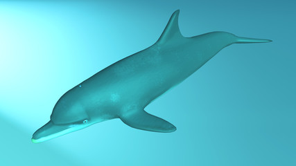 Porpoise