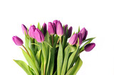 Fototapeta Tulipany - violet tulips