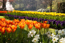 Flamy Orange Tulips In Spring Park