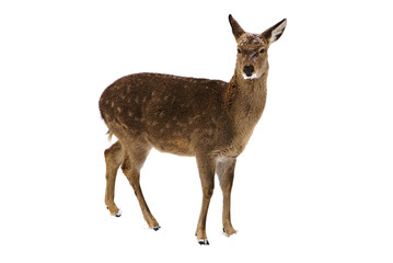 young deer isolated on white background