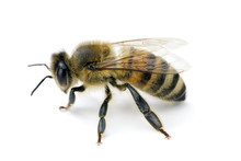 Bee, Apis Mellifera, European Or Western Honey Bee, Isolated On