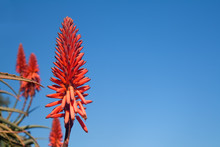 Flower Of An Aloe Plant Against A Blue Sky