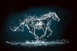 Fototapeta Konie - water horse