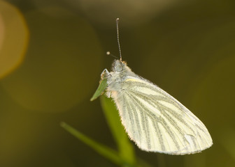 Wall Mural - Cabbage - Pieris napi