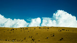 Fototapeta Sawanna - Pasture with blue sky and clouds