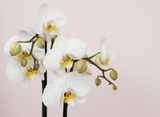 Fototapeta Storczyk - Bouquet of white orchids