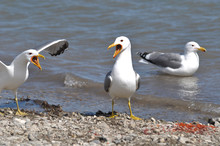 Seagulls Arguing Over Fish Eggs