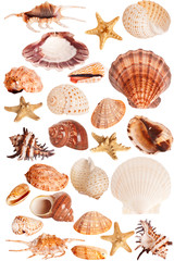 Wall Mural - seashells collection