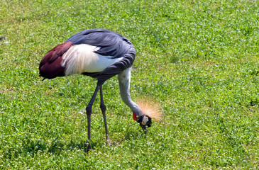 Crane on pasture