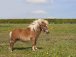 shetland pony