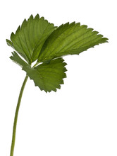 Leave Of Garden Strawberry - Fragaria × Ananassa