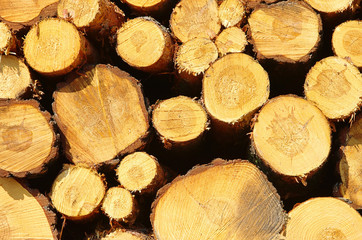 Sticker - Holzstapel - stack of wood 33