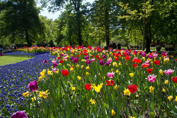 Wall Mural - tulipani keukenhof