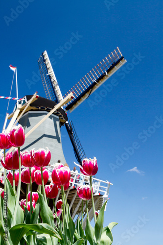 Obraz w ramie Mulino a vento con tulipani