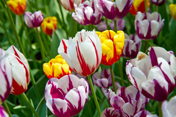 Wall Mural - tulipani keukenhof