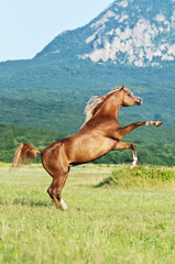 Wall Mural - arabian horse rearing on the meadow