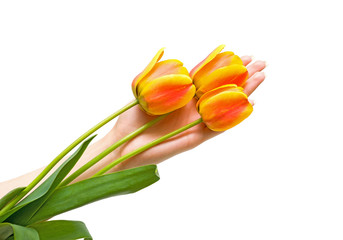 Flowers in women's hands on a white background