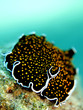 Gold dotted flatworm (Thysanozoon sp.)