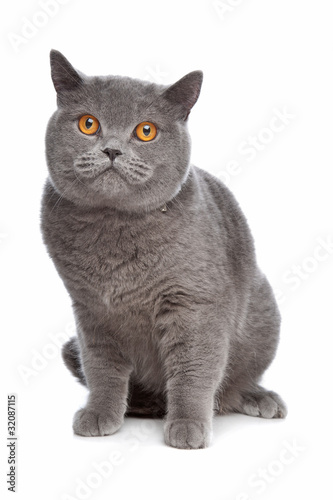 Blue British Shorthair Cat Buy This Stock Photo And Explore