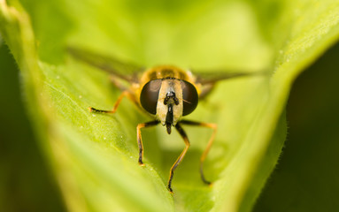 Wall Mural - Helophilus pendulus