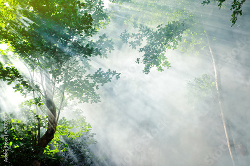 Naklejka nad blat kuchenny beautiful morning tropical forest sunbeam