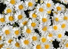 Little White Daisies In The Sun