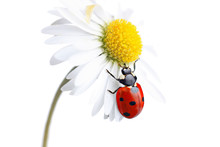 Ladybird On Daisy Flower