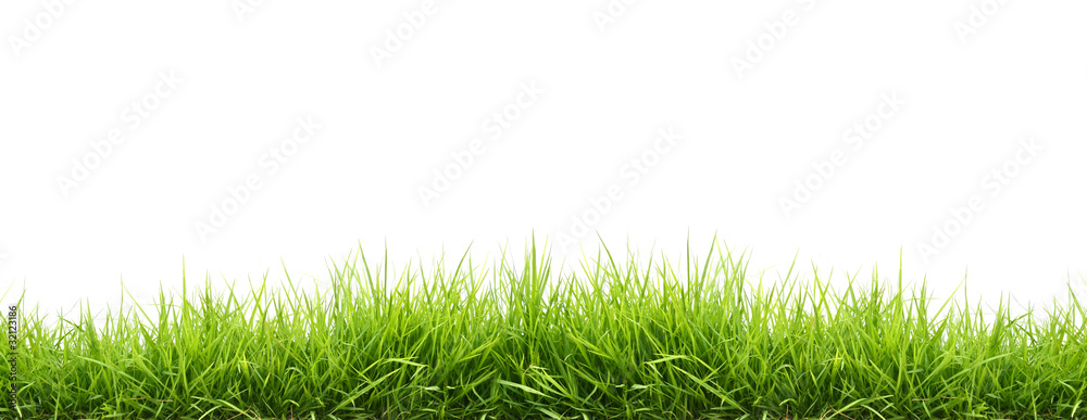 fresh spring green grass - obrazy, fototapety, plakaty 