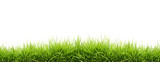 Fototapeta Zwierzęta - fresh spring green grass