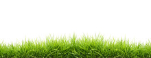 Fresh Spring Green Grass