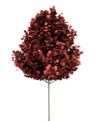 Wall Mural - red maple tree isolated on white background