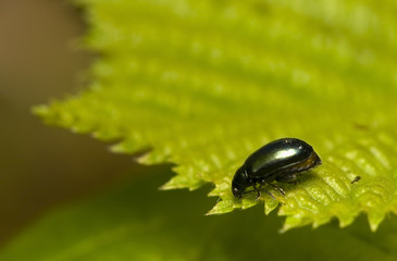 Wall Mural - Phyllotreta nigripes