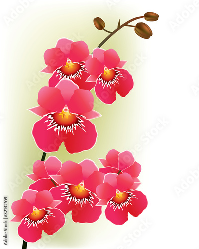 Obraz w ramie Pink orchids light background
