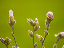 Magnolia Stellata In Primavera
