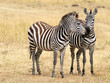 Two Zebras on the Masai Mara in Kenya