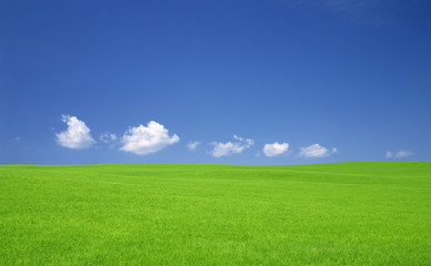 Green grass and sky