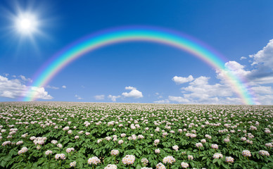 Wall Mural - Potato field with sky and rainbow