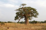 Fototapeta Sawanna - Baobab tree in Africa