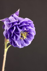 Wall Mural - Aquilegia