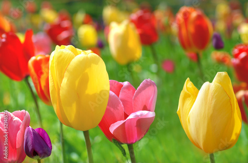 Tulips